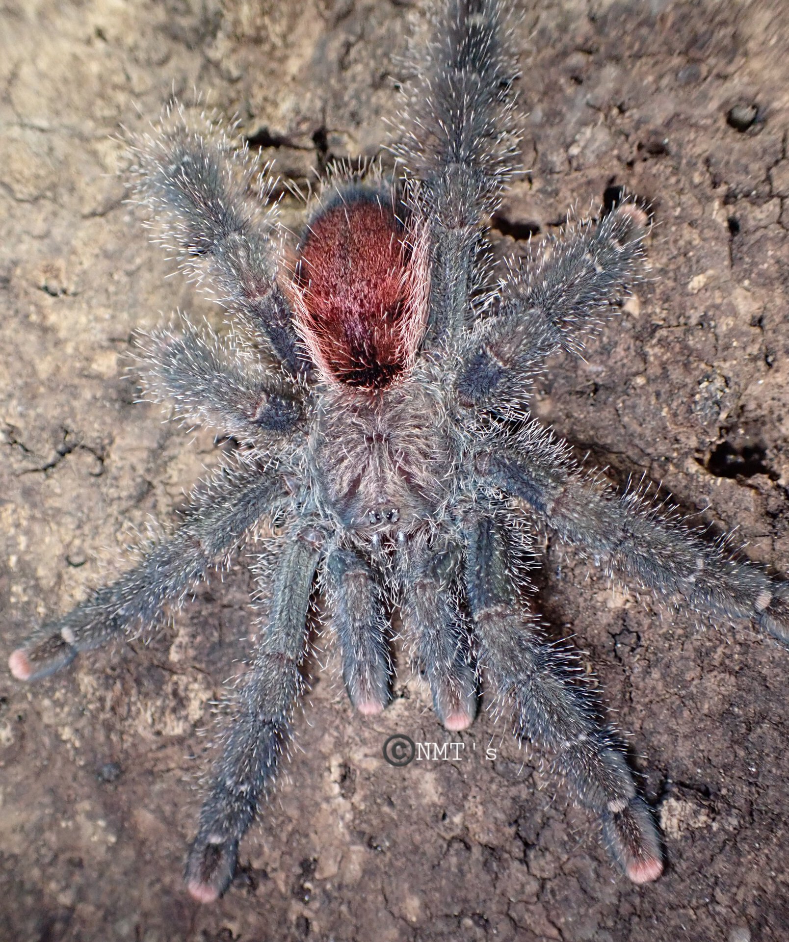 0.1 Avicularia juruensis M2 - 4.75" DLS