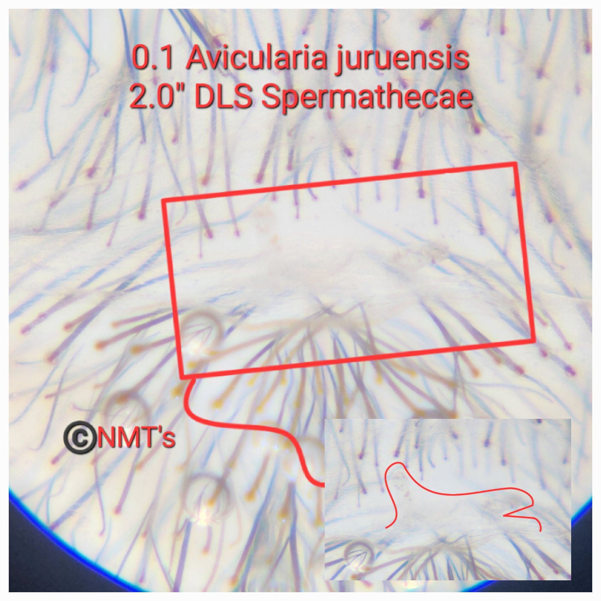 0.1 Avicularia juruensis sling - 2.0" DLS