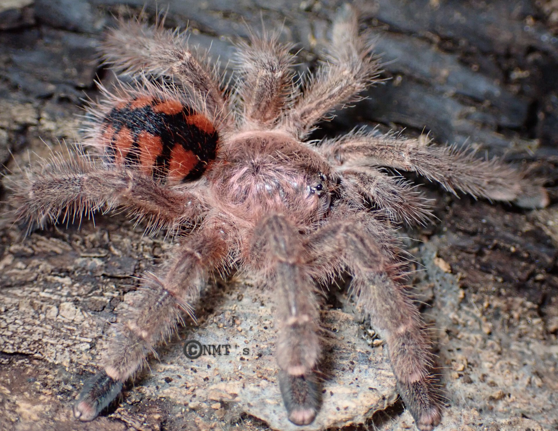 0.1 Avicularia minatrix - 2.25" DLS