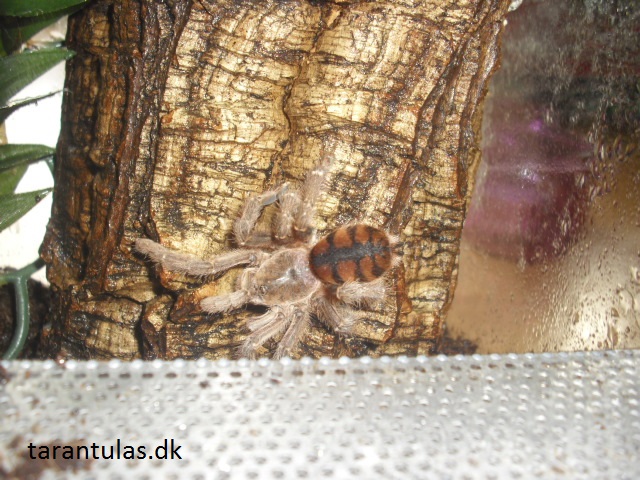 0.1 Avicularia minatrix