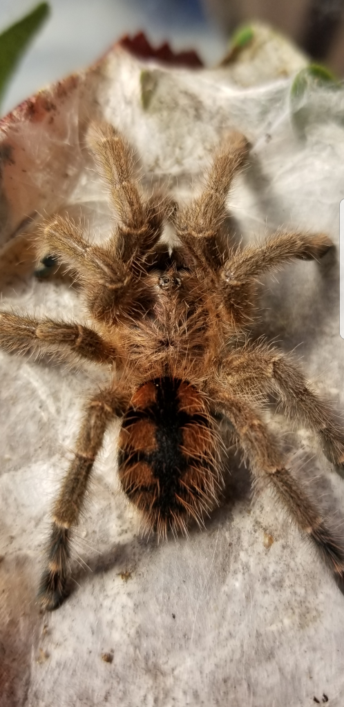 0.1 Avicularia minatrix