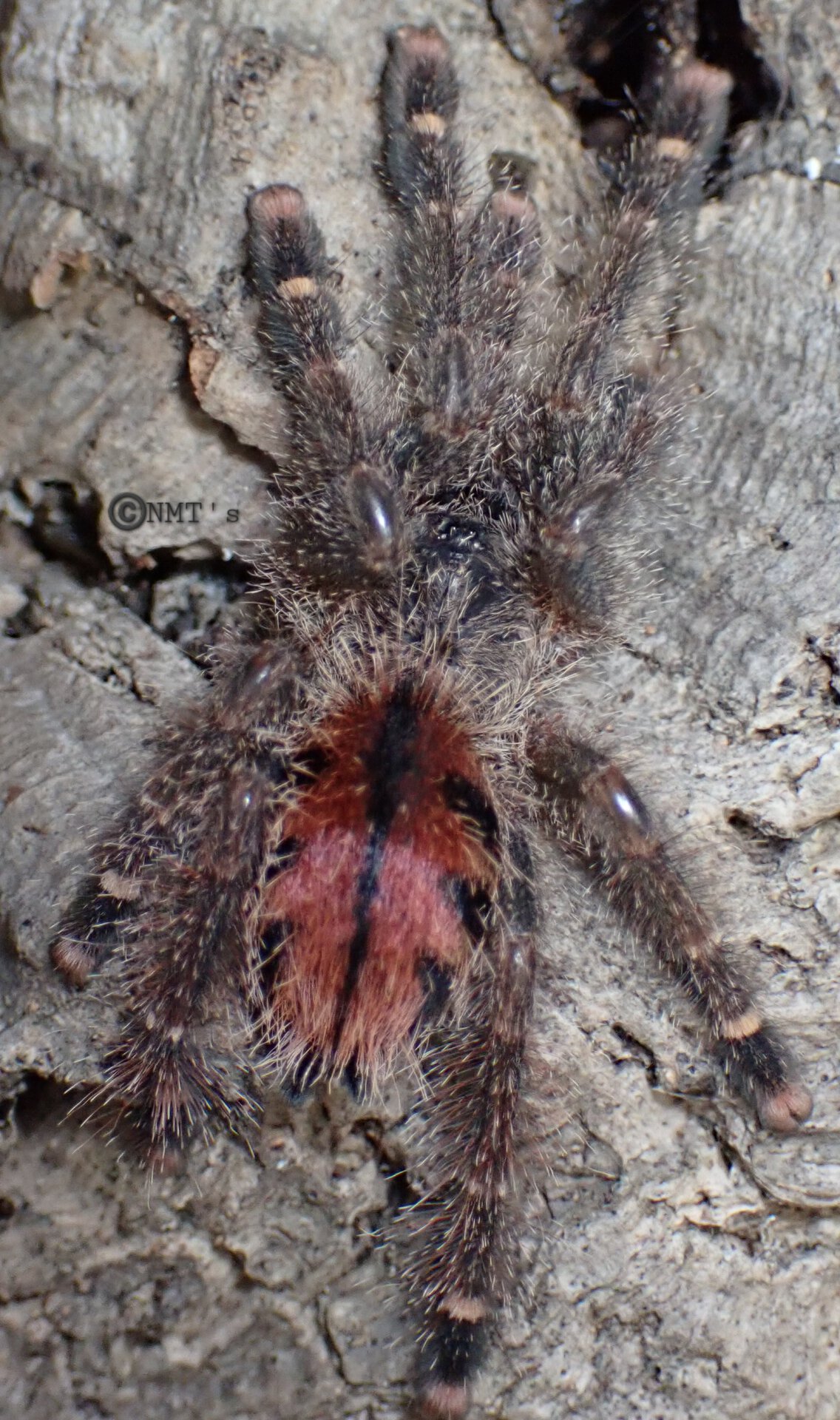 0.1 Avicularia rufa - 2" DLS