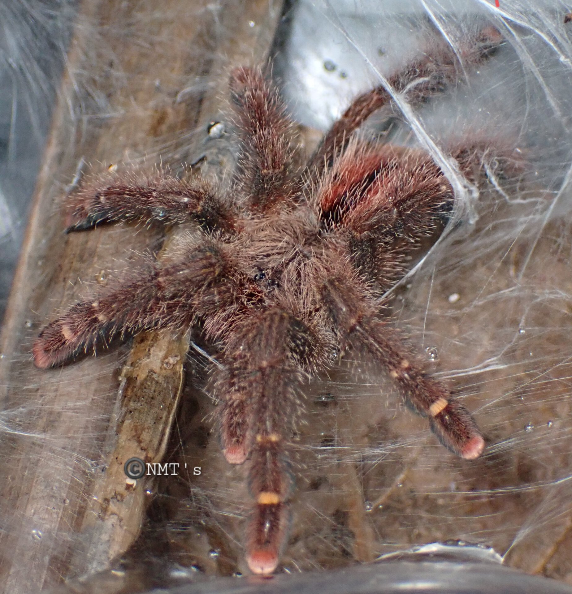 0.1 Avicularia rufa - 3" DLS