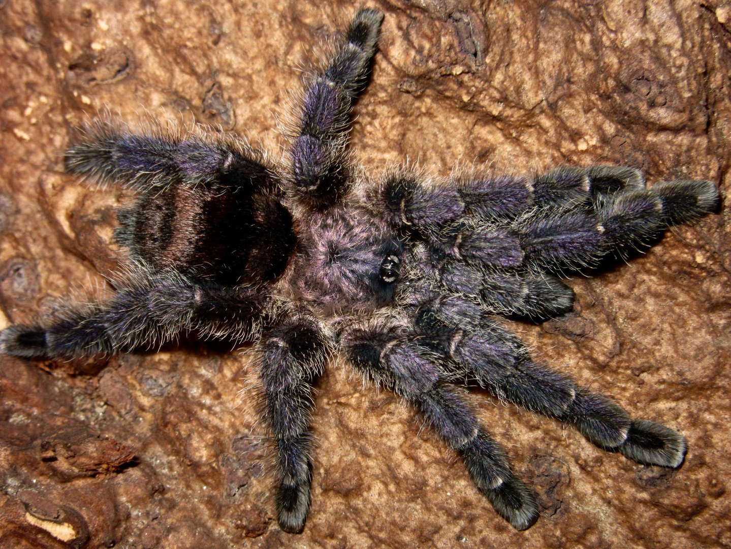 0.1 Avicularia sp. 'Colombia'