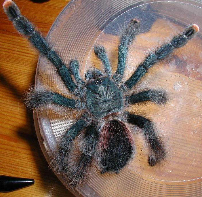 0.1 Avicularia Sp. (Peru)