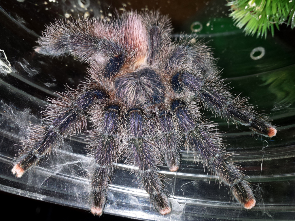 0.1 Avicularia sp. &quot;Amazonica&quot; Purple