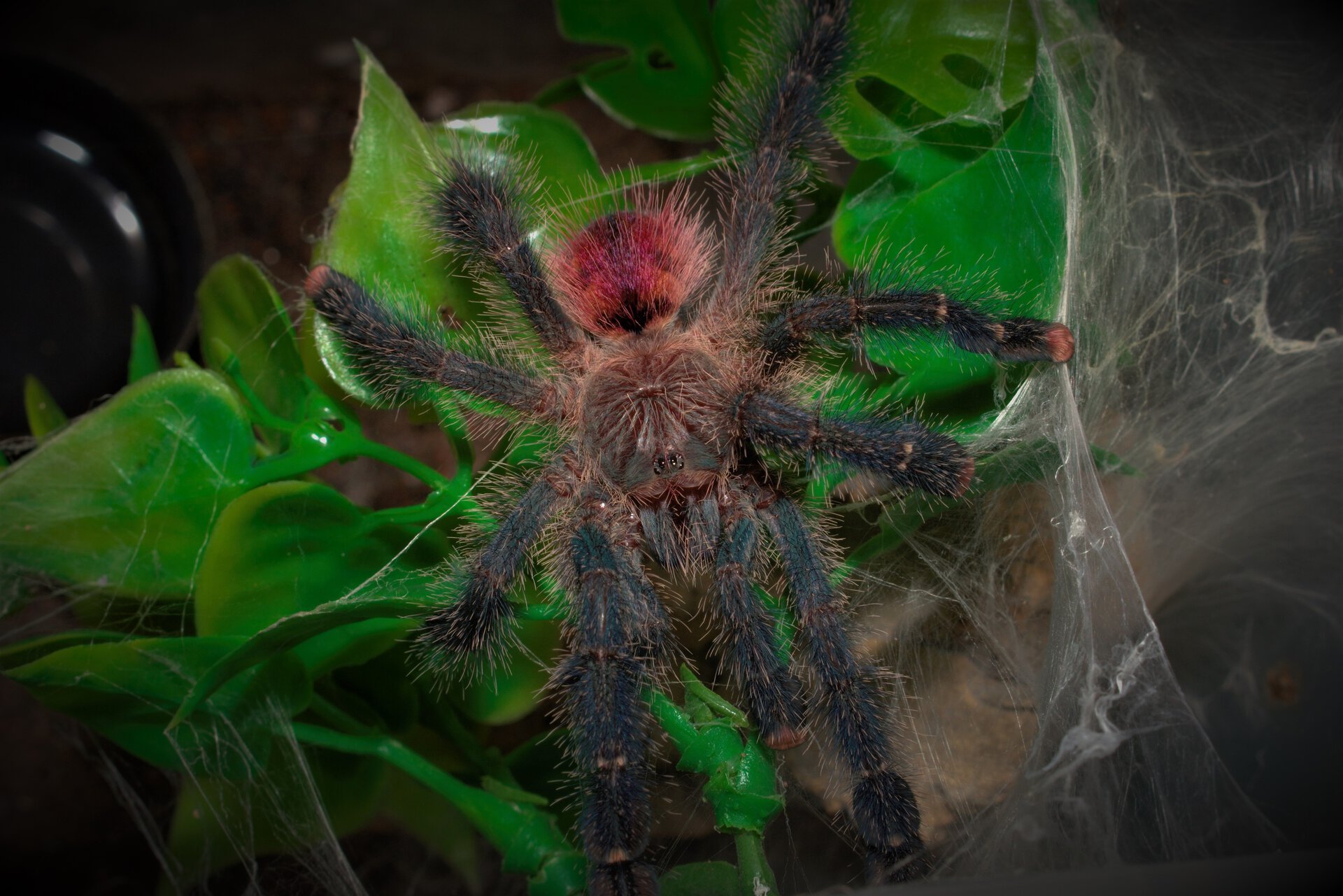 0.1 Avicularia variegata