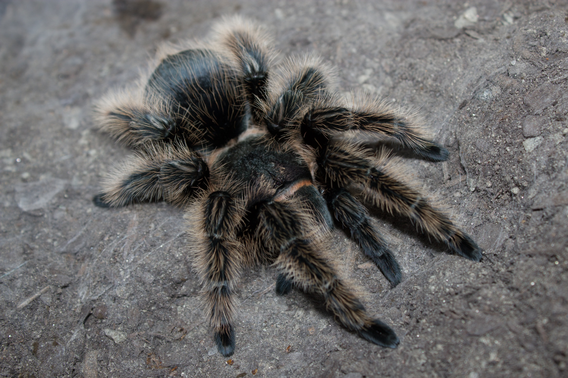 0.1 B. albopilosum "Nicaraguan" Post Molt