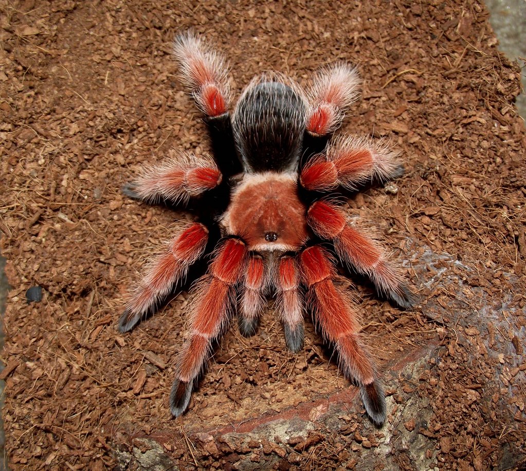 0.1 B. boehmei | Arachnoboards