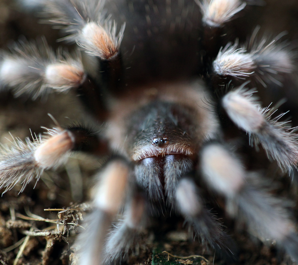 0.1 B.smithi #1