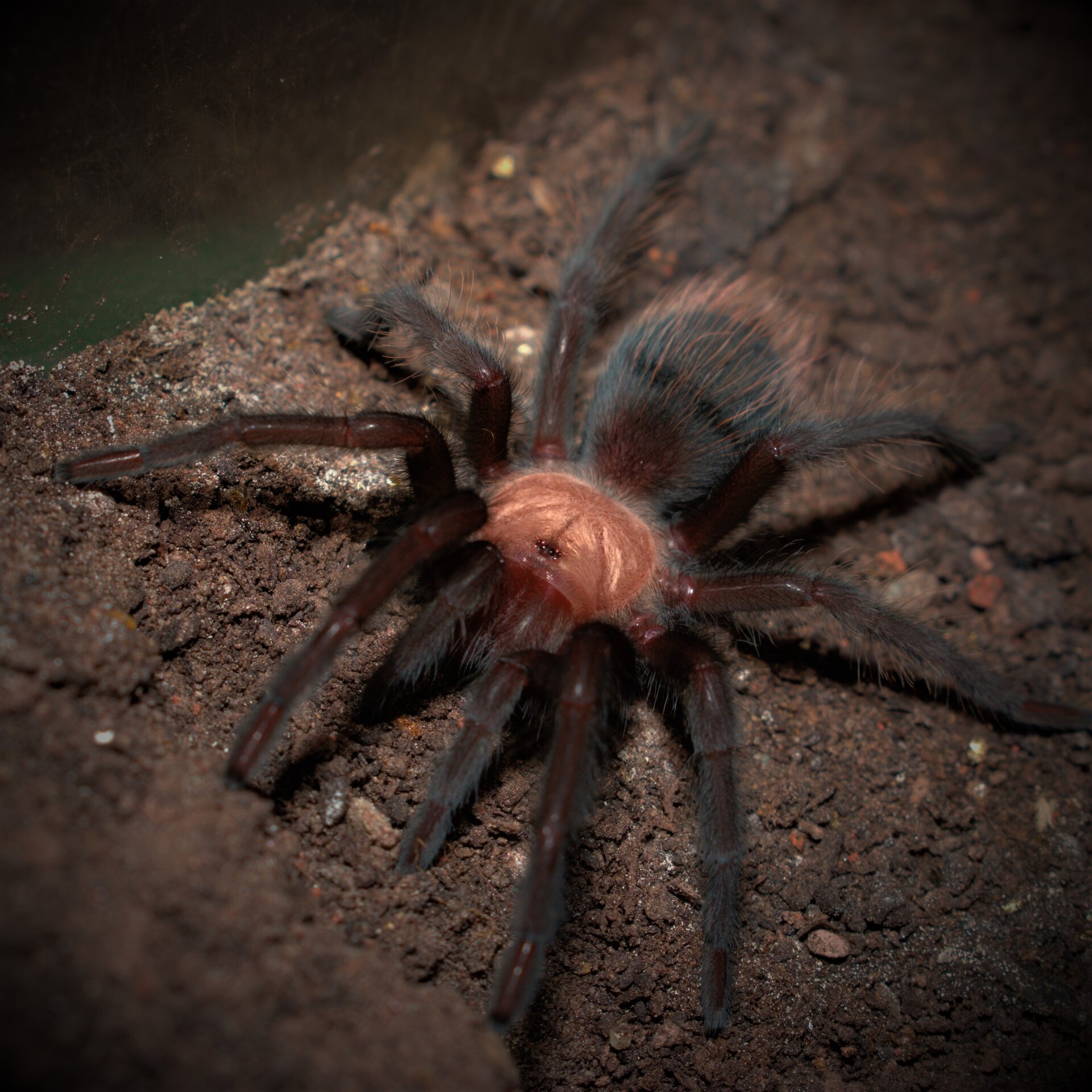 0.1 Brachypelma albiceps