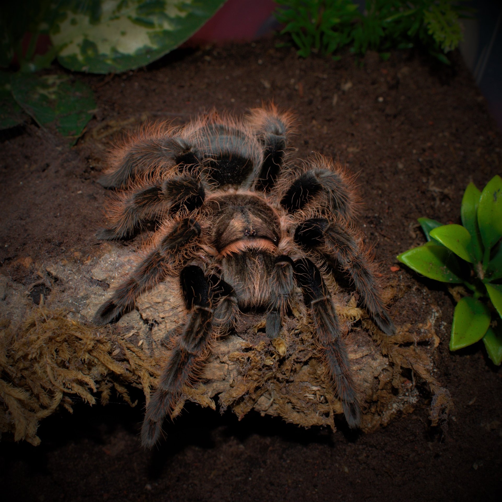 0.1 Brachypelma albopilosum (Honduras)