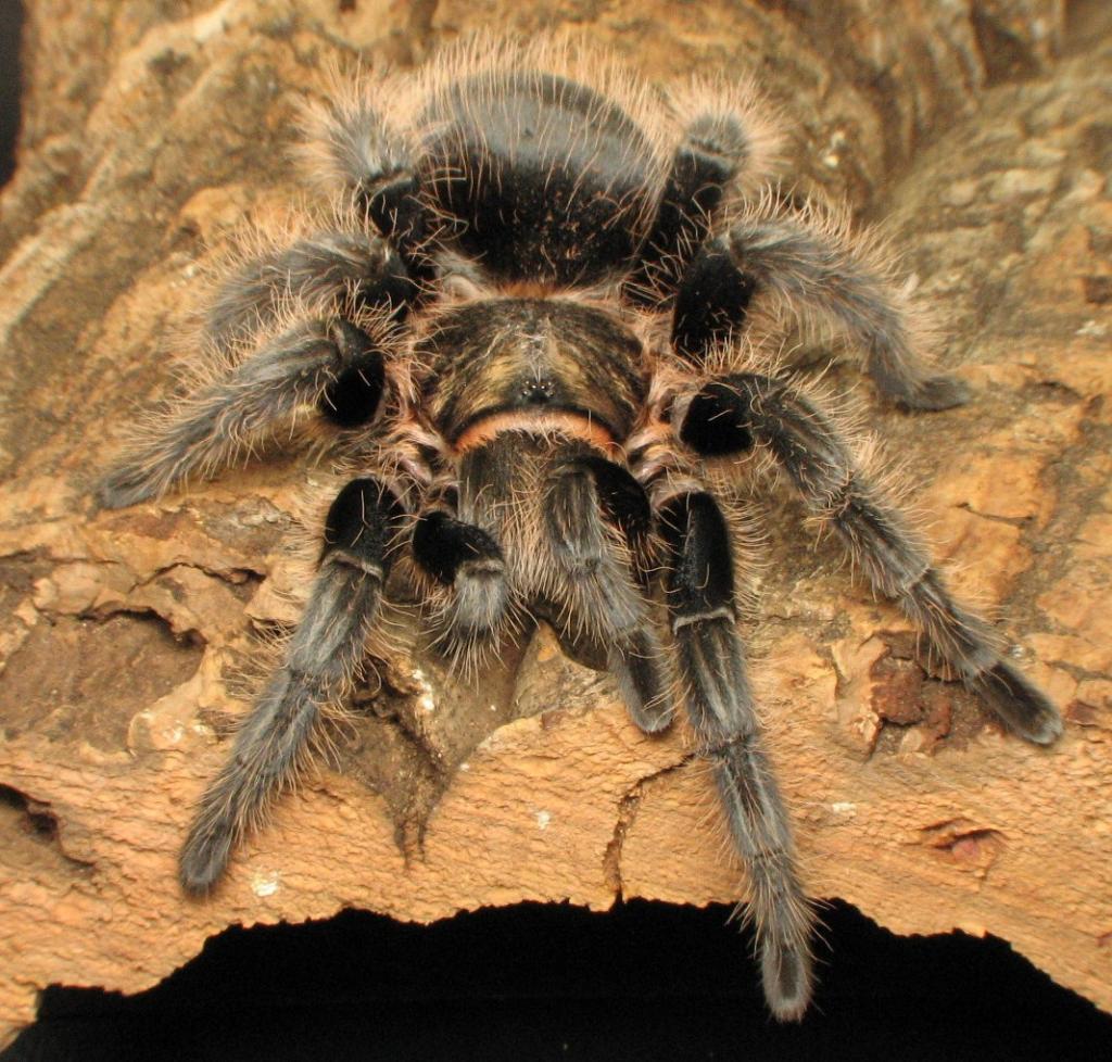 0.1 Brachypelma albopilosum