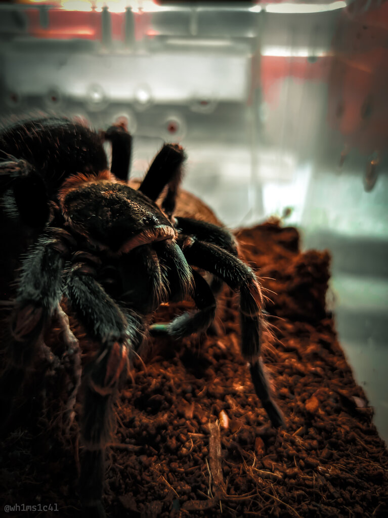 0.1 Brachypelma auratum