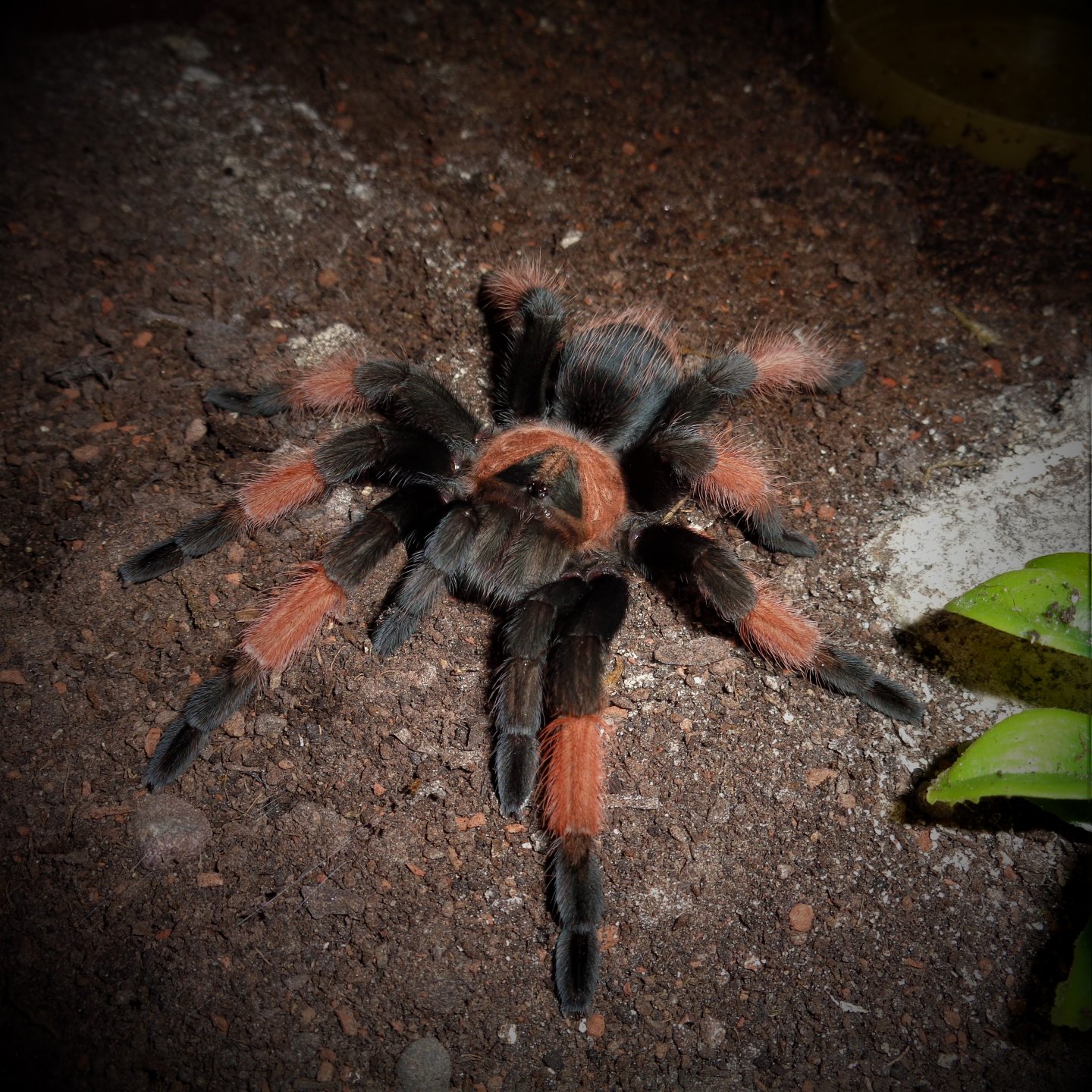 0.1 Brachypelma emilia