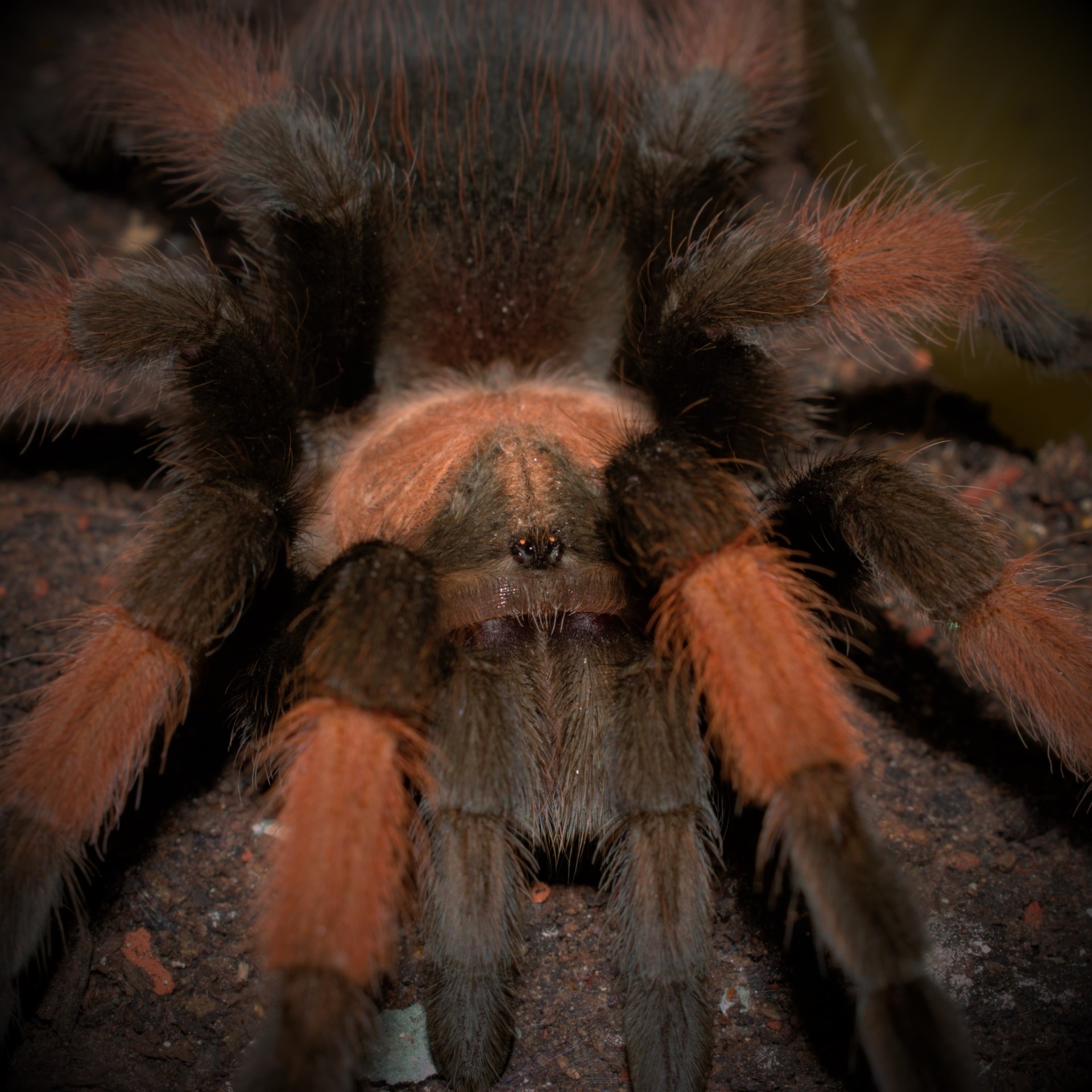 0.1 Brachypelma emilia