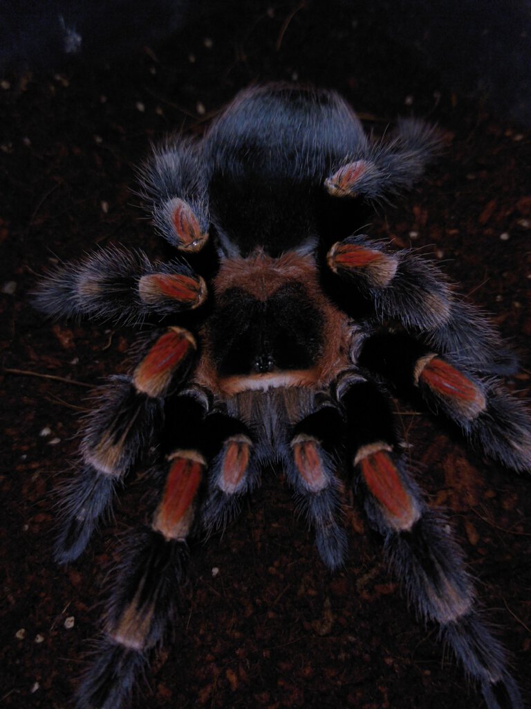 0.1 Brachypelma Hamorii [1/2]