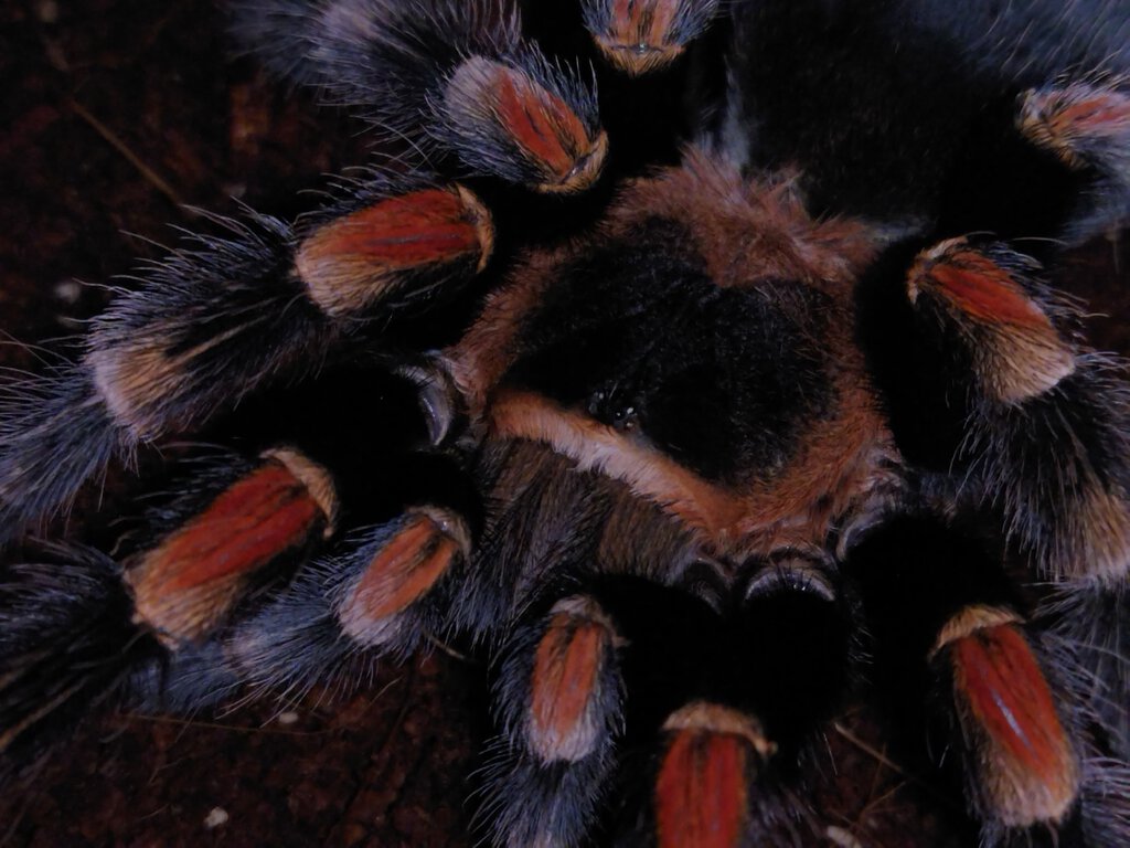 0.1 Brachypelma Hamorii [2/2]