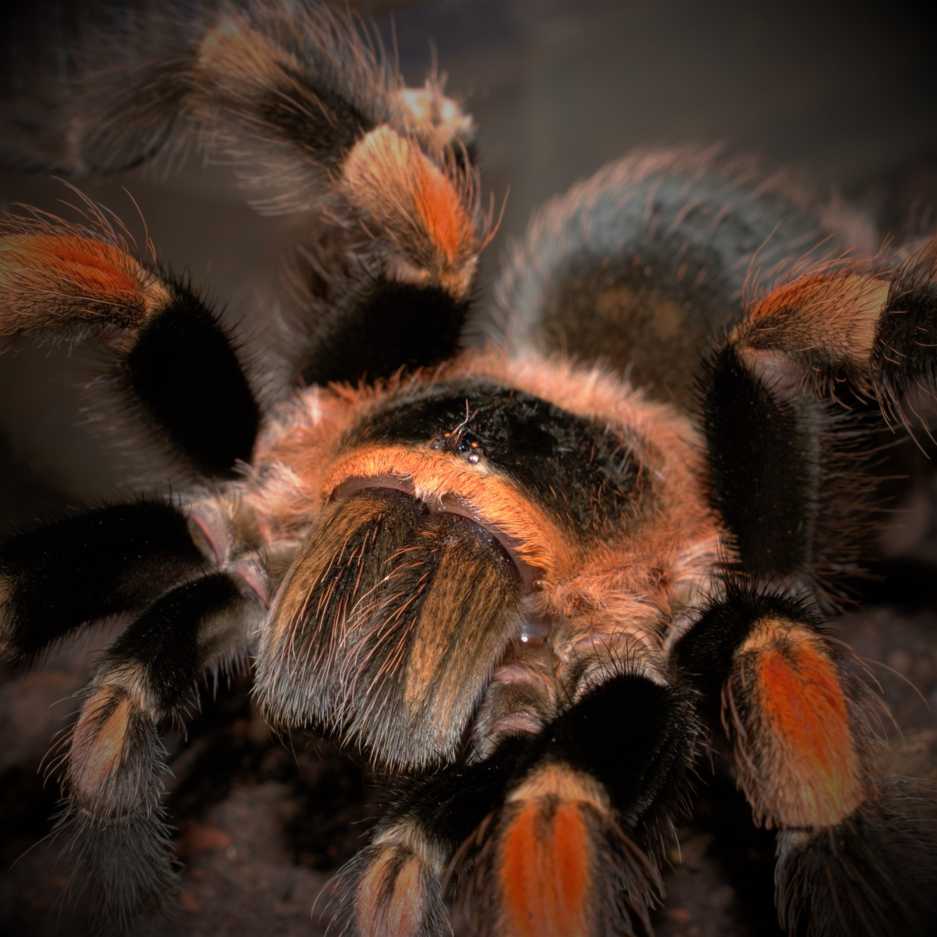 0.1 Brachypelma hamorii