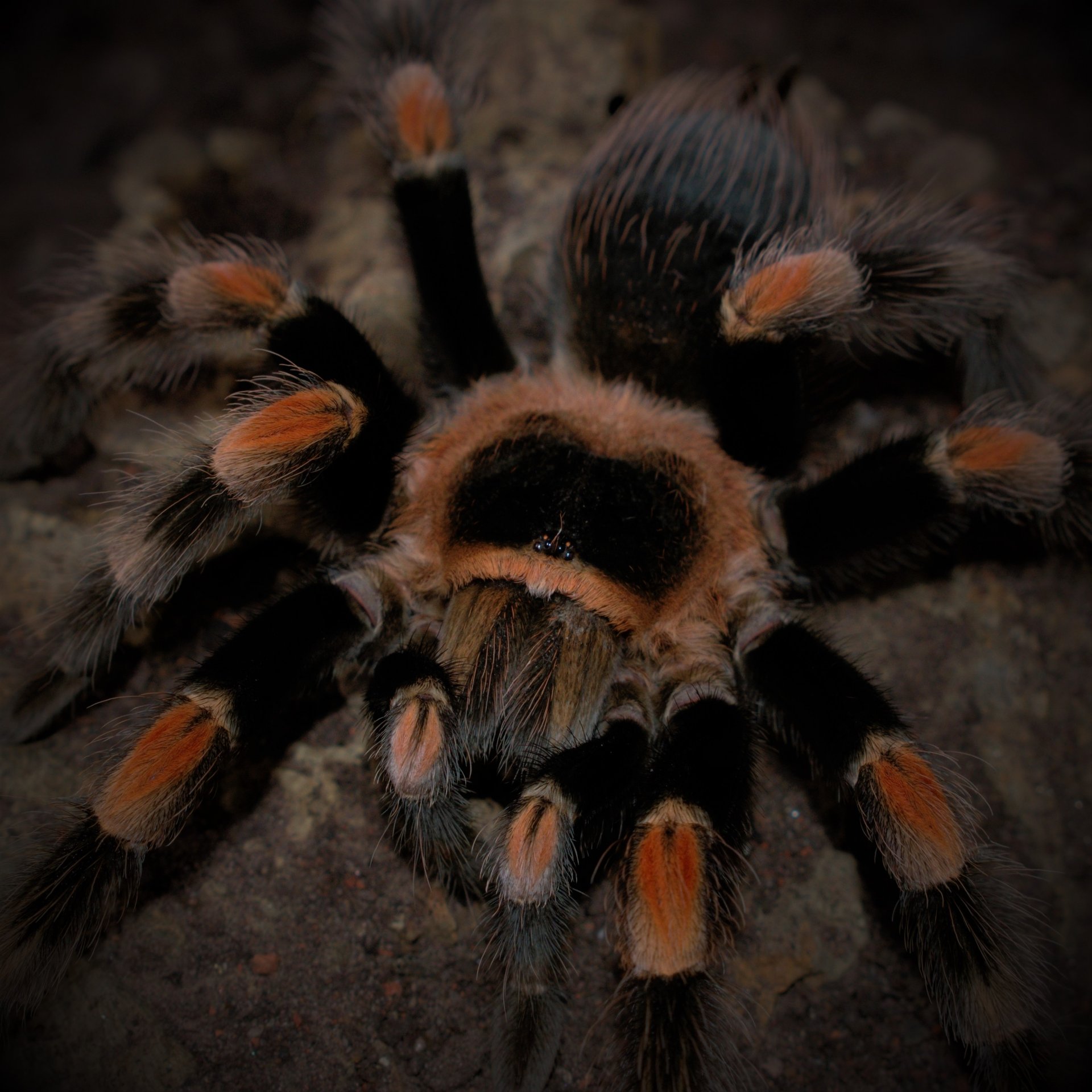 0.1 Brachypelma hamorii