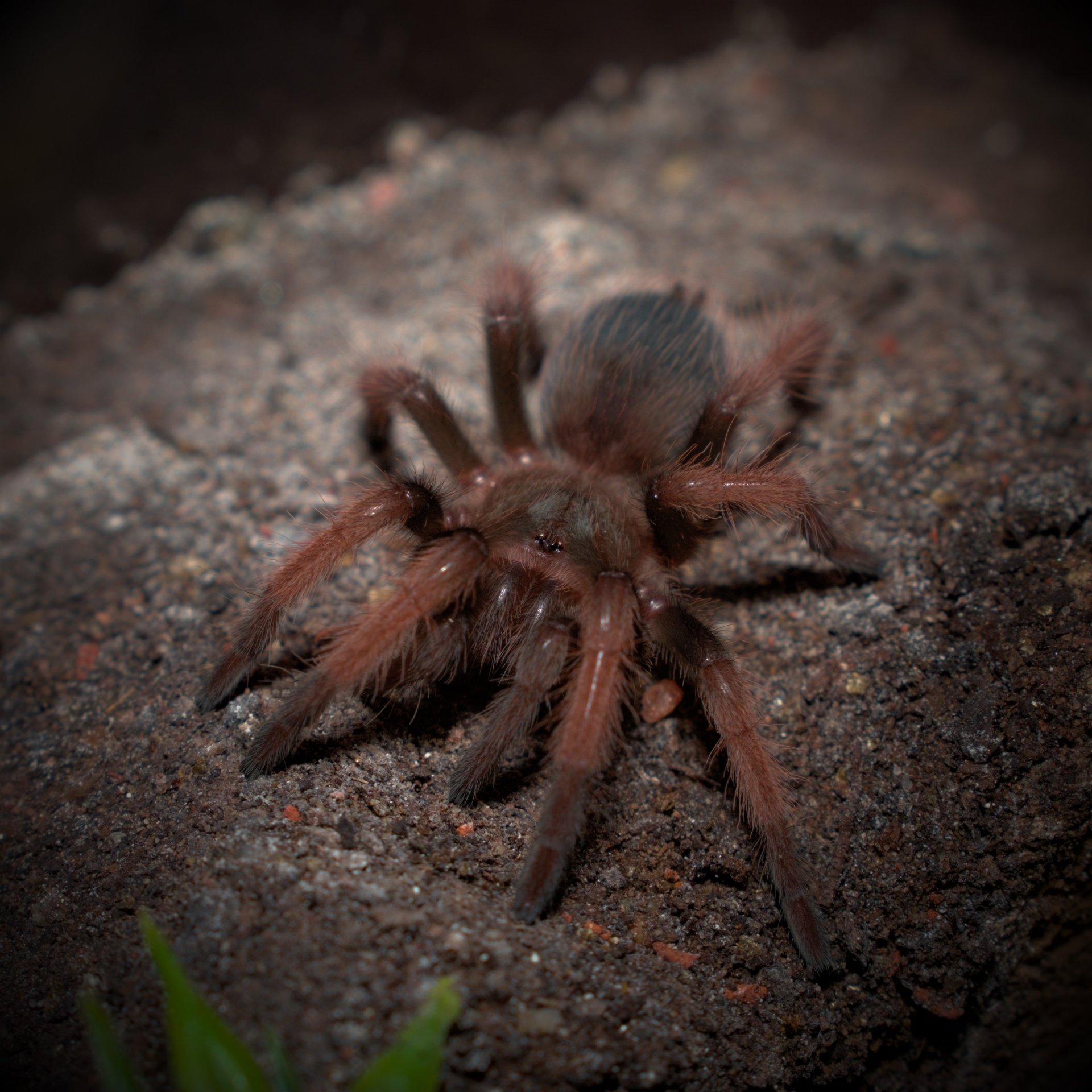 0.1 Brachypelma klaasi