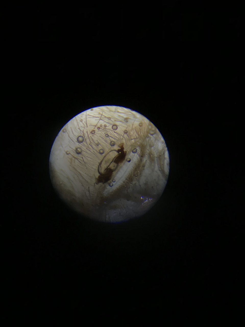 0.1 C. elegans