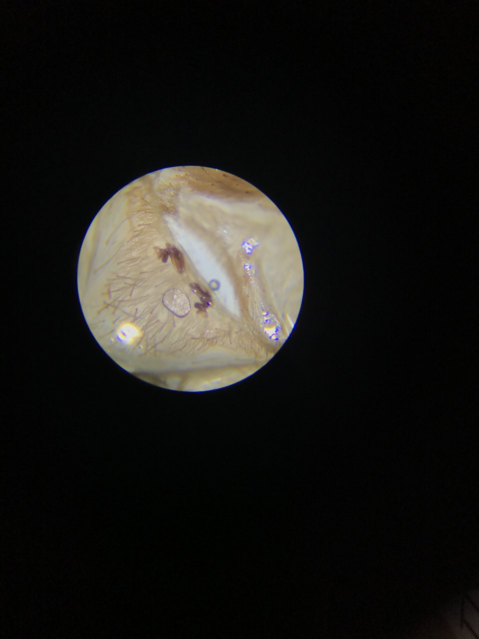 0.1 C. elegans