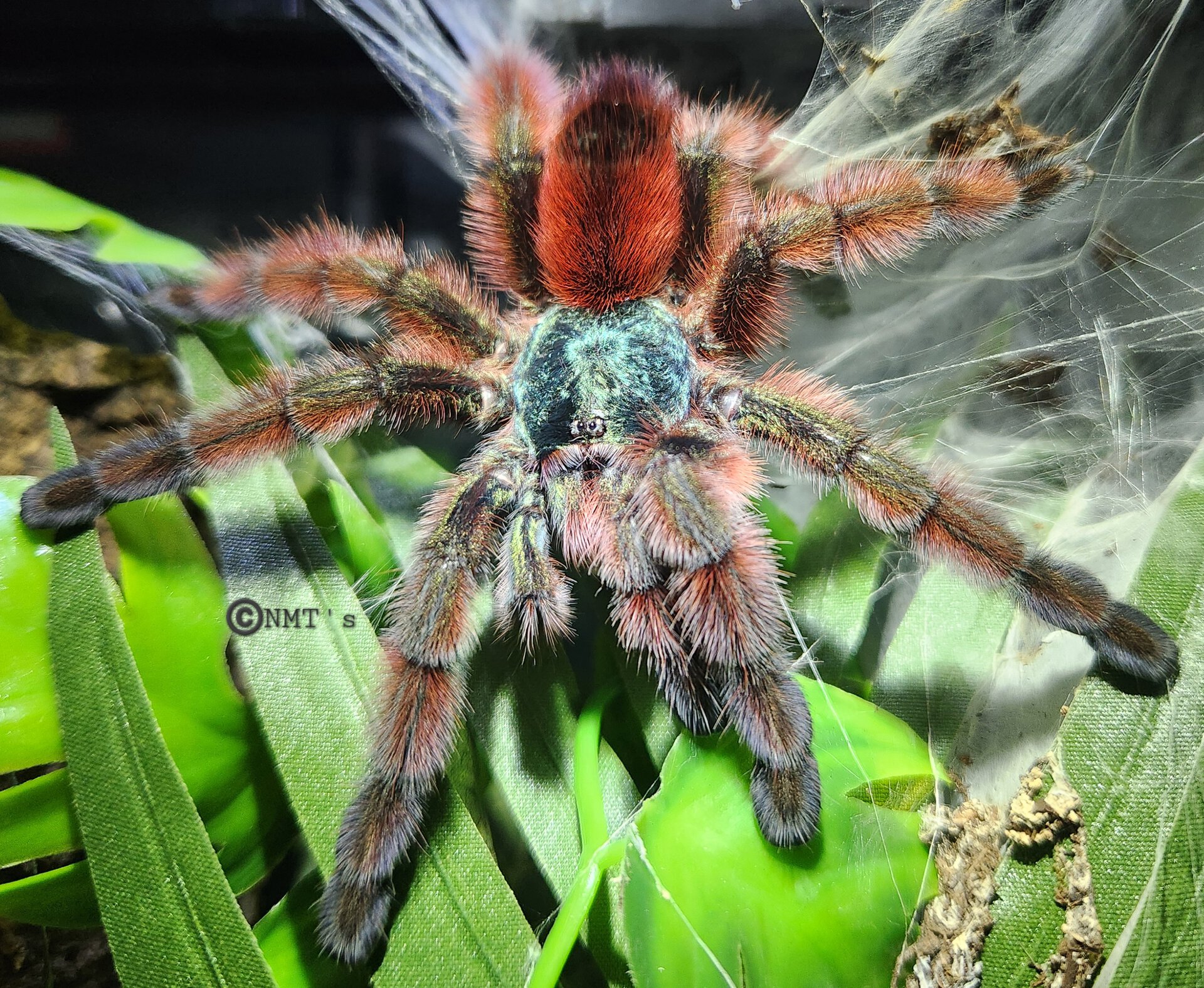 0.1 Caribena versicolor - 5" DLS