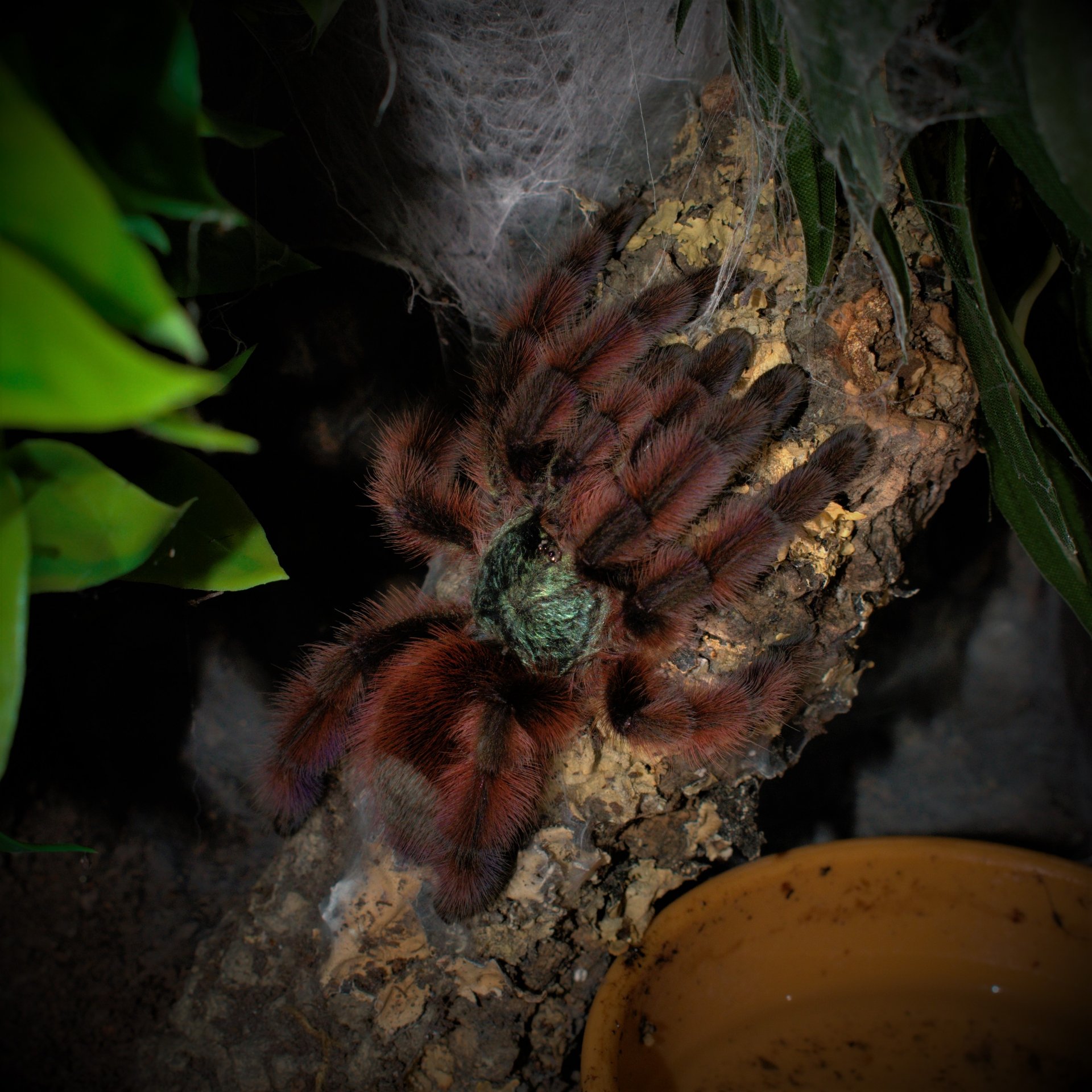 0.1 Caribena versicolor