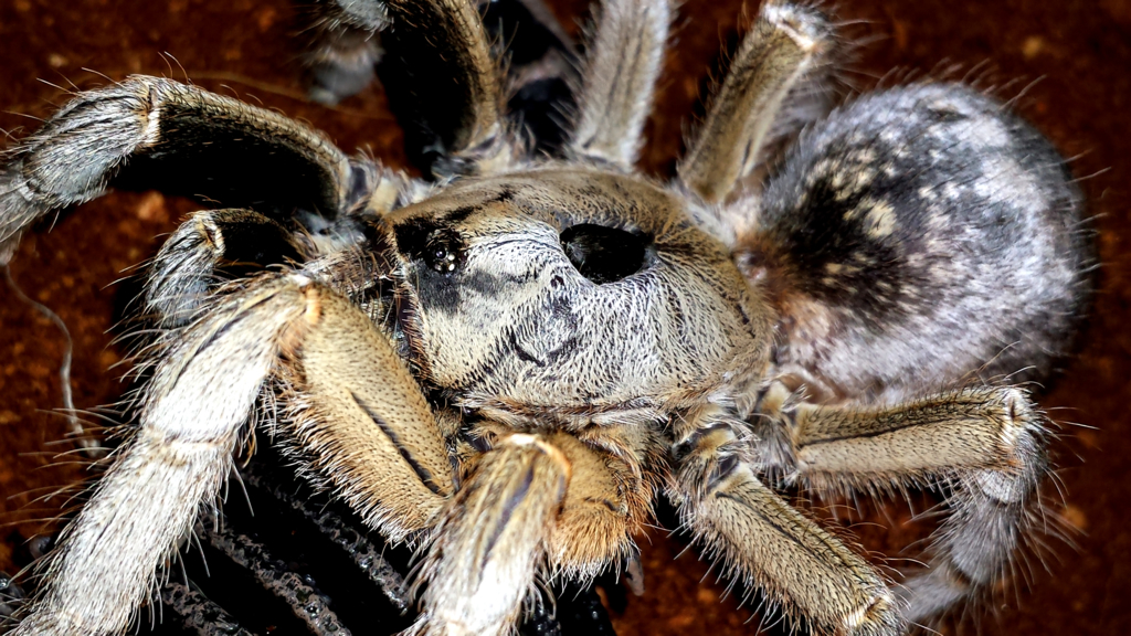 0.1 Ceratogyrus sanderi