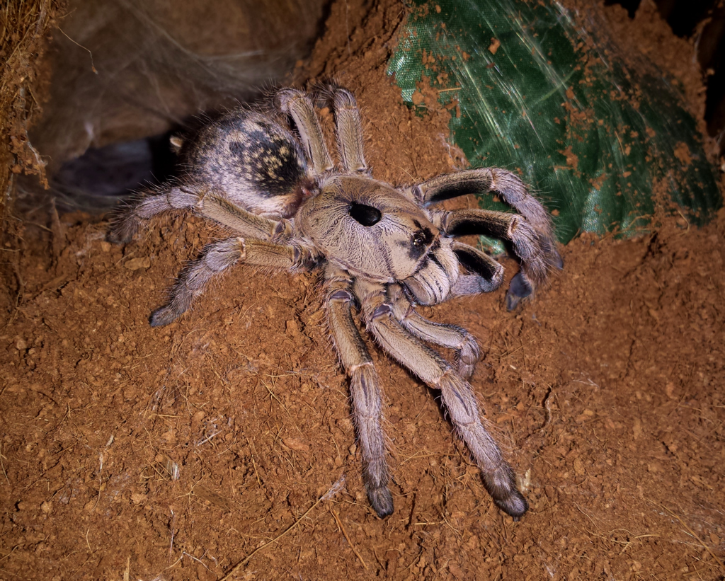 0.1 Ceratogyrus sanderi