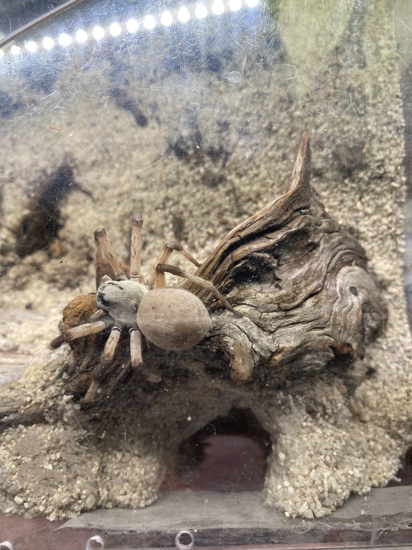 0.1 Cerbalus sp. ‘Egypt’ w/ new burrow