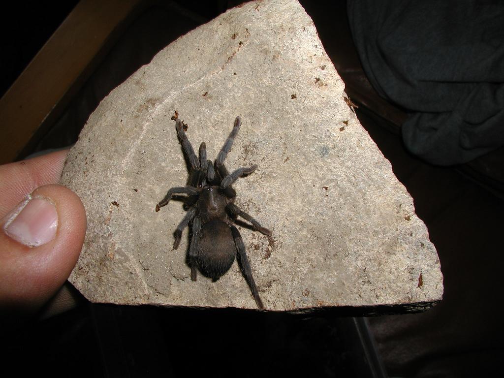 0.1 Chatopelma Gracile