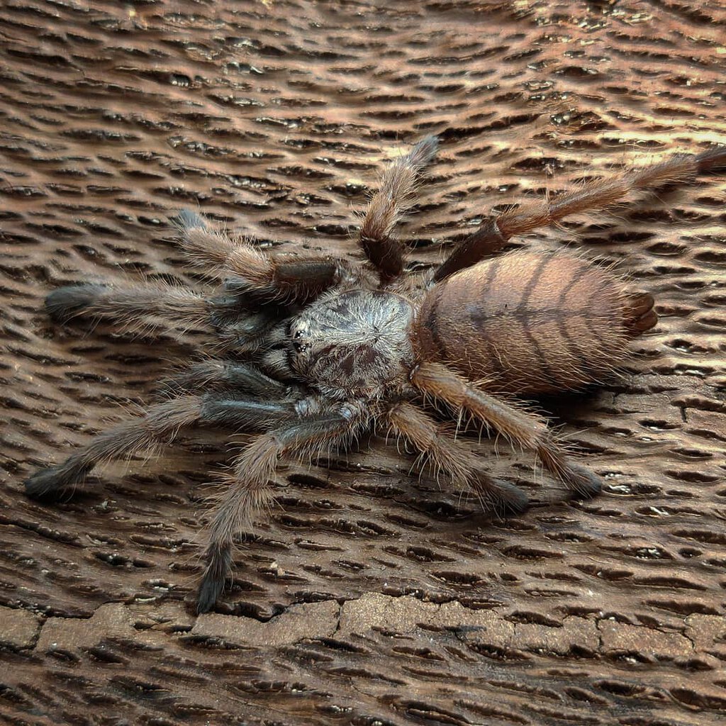 0.1 Chilobrachys fimbriatus