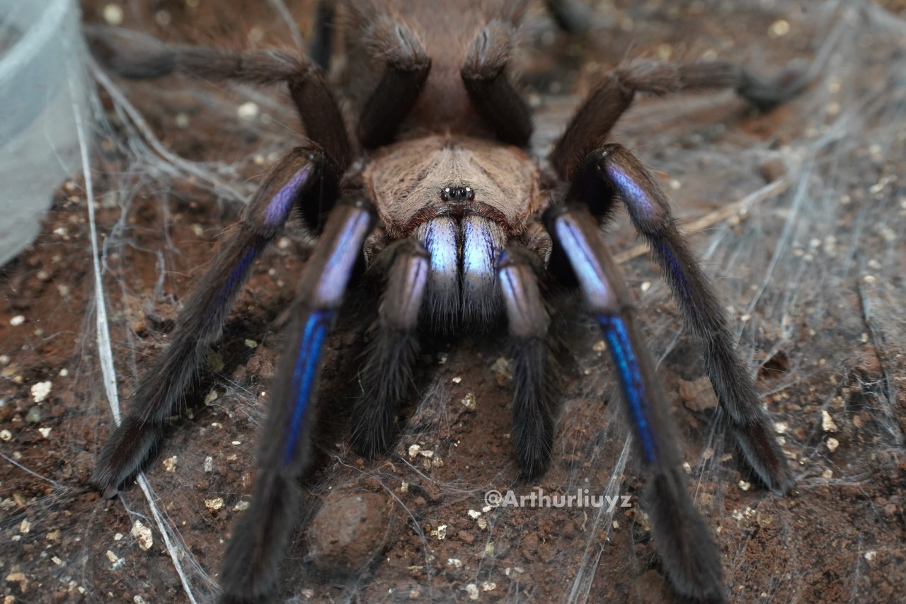 0.1 Chilobrachys sp. "Electric Blue"