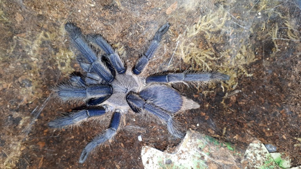 0.1 Chilobrachys sp. ??