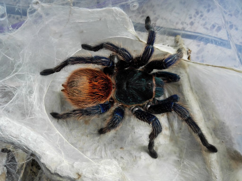 0.1 Chromatopelma cyaneopubescens