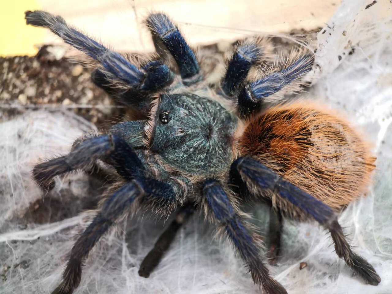 0.1 Chromatopelma cyaneopubescens