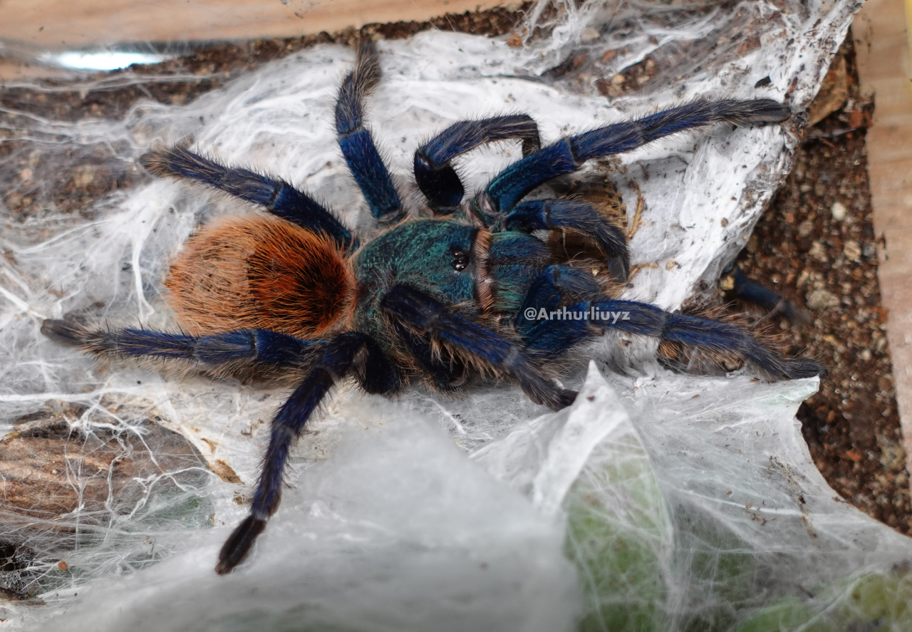 0.1 Chromatopelma cyaneopubescens