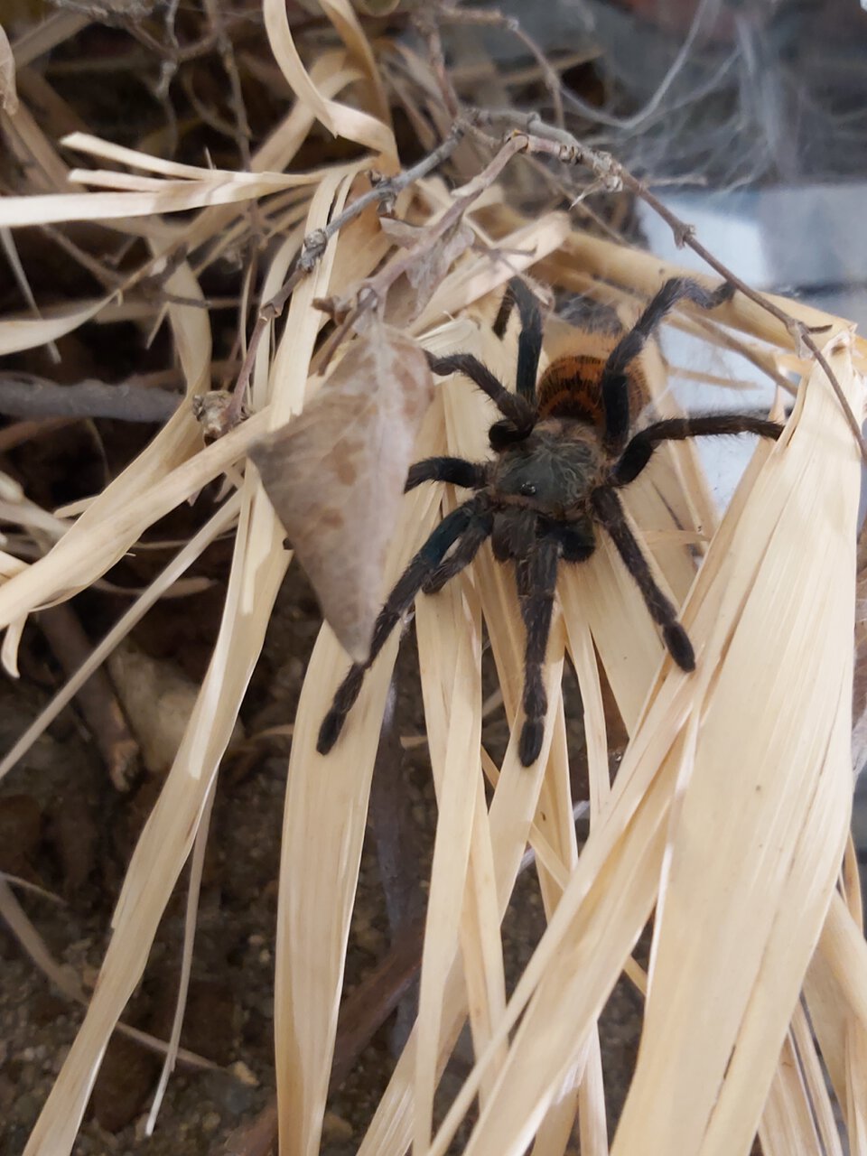 0.1 Chromatopelma cyaneopubescens