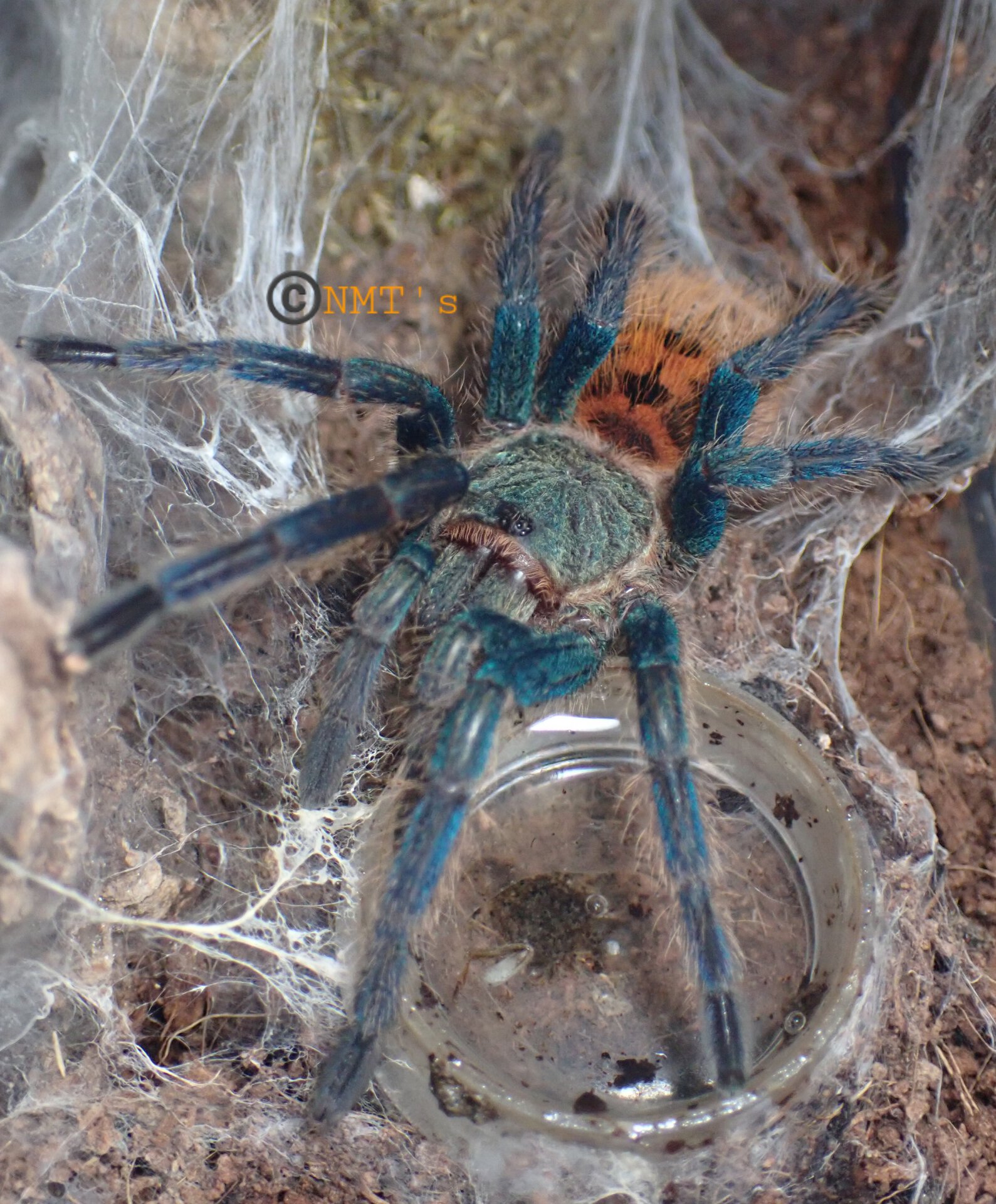 0.1 Chromatopelma cyaneopubescens