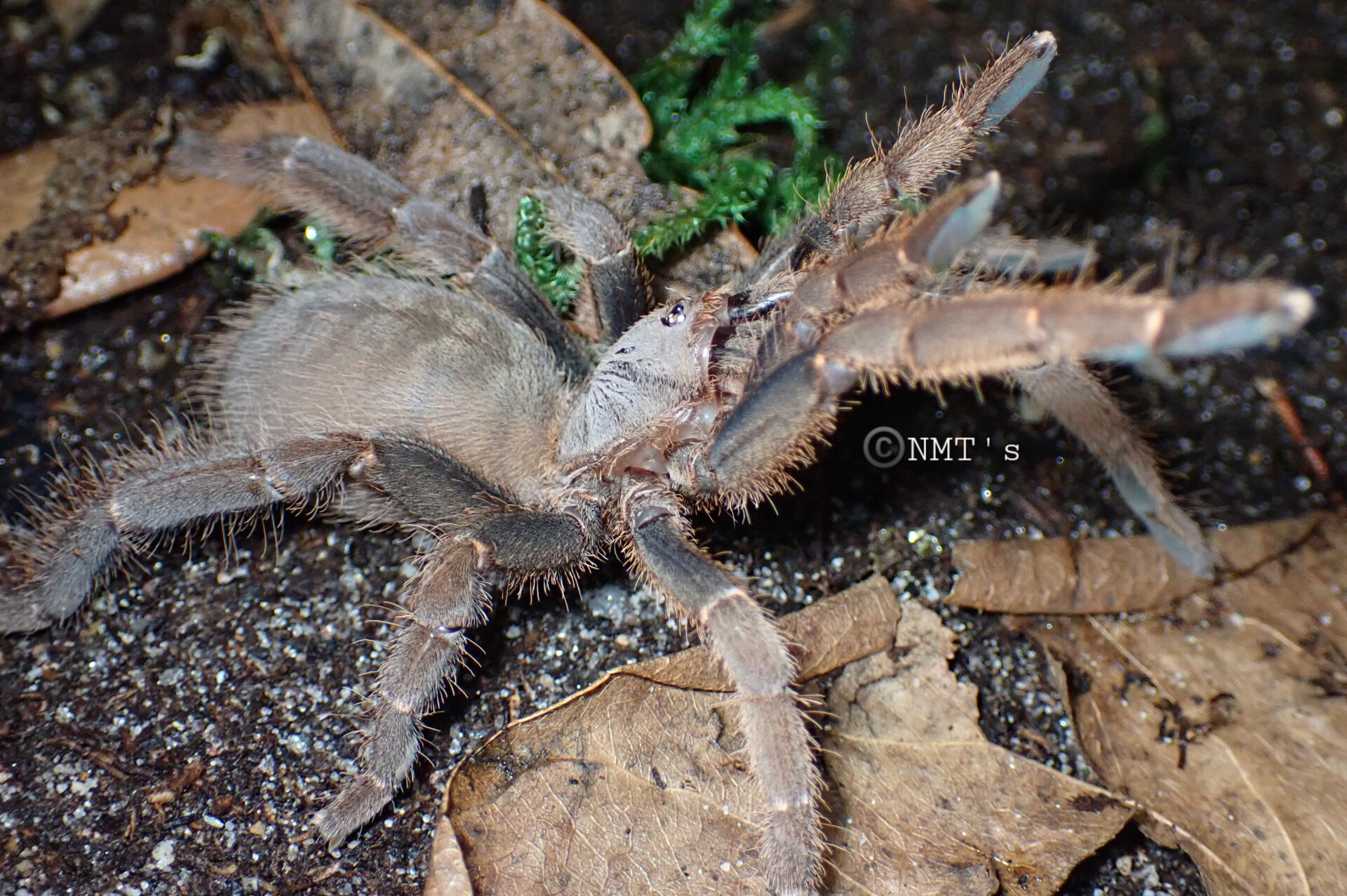 0.1 Citharognathus tongmianensis - 3.75" DLS