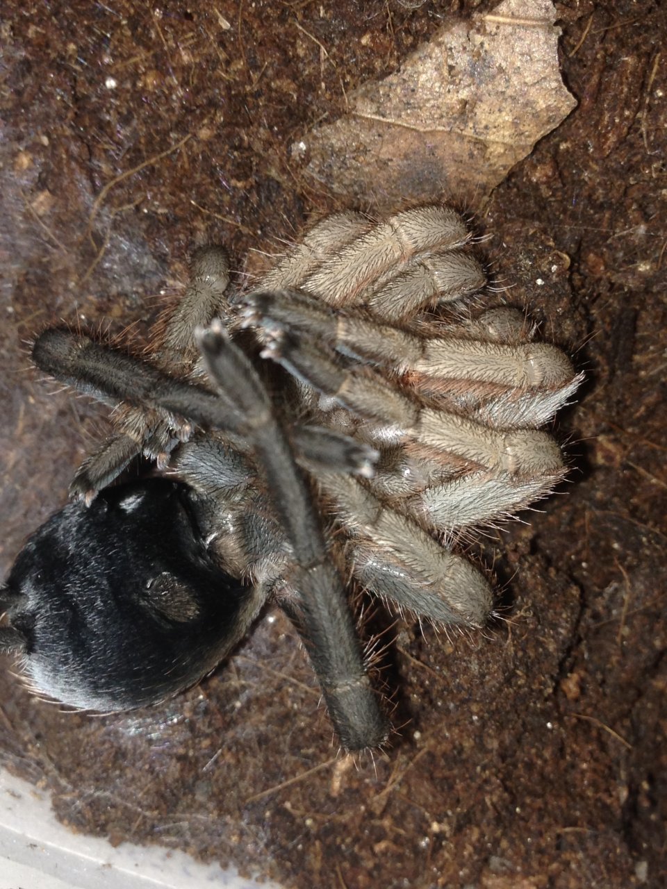 0.1 Crassicrus sp. "Guerrero" Freshly Molted (Most Underrated Species)