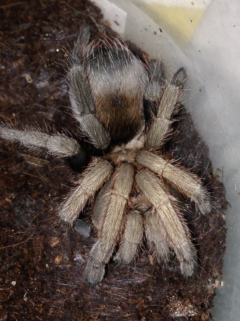 0.1 Crassicrus sp. "Guerrero" Freshly Molted Pic