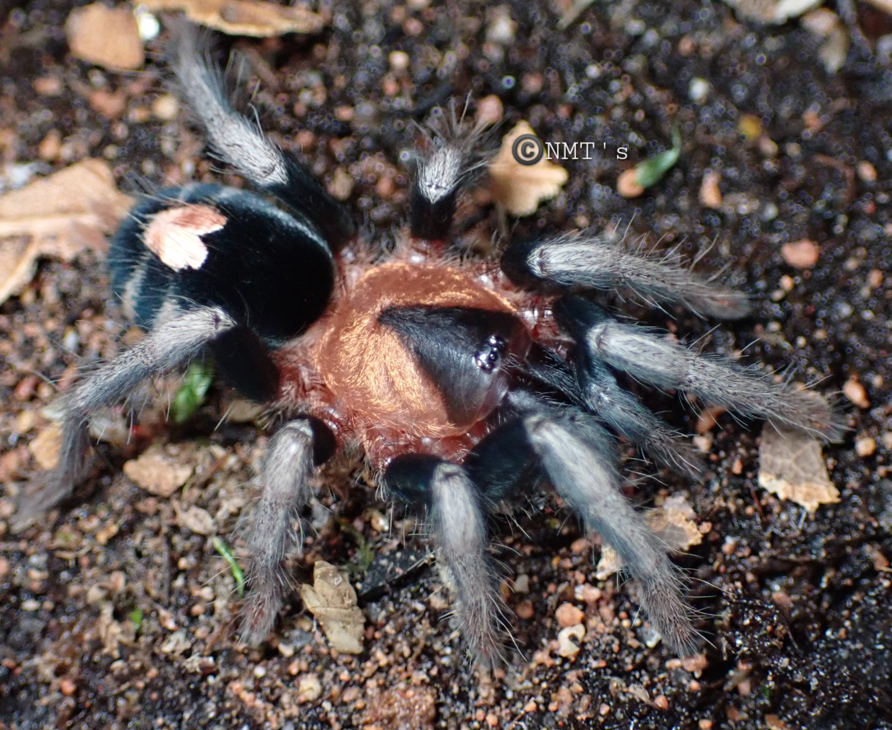 0.1 Cyriocosmus elegans - 0.875" DLS