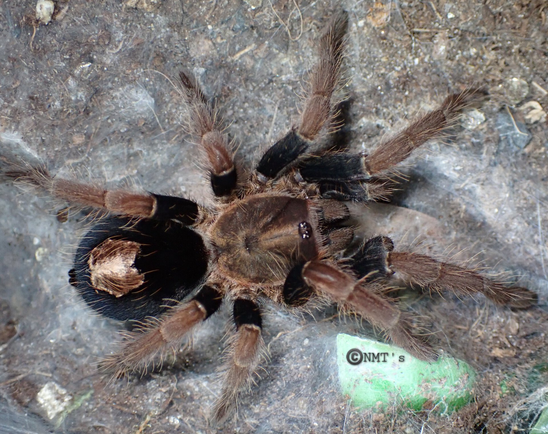 0.1 Cyriocosmus giganteus - 4" DLS