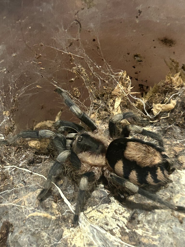 0.1 Cyriocosmus ritae