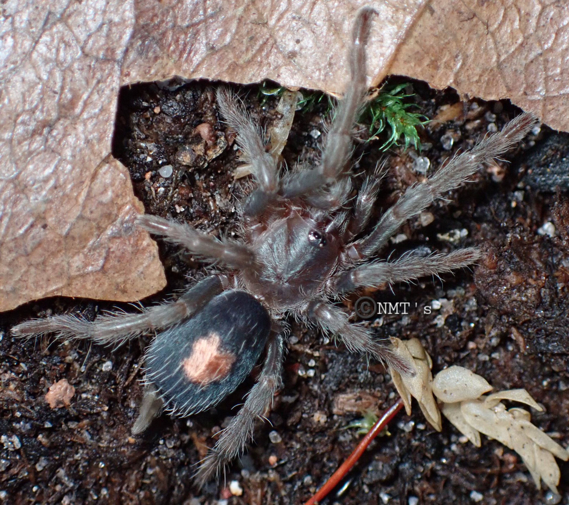 0.1 Cyriocosmus sp. oronegro - 1" DLS