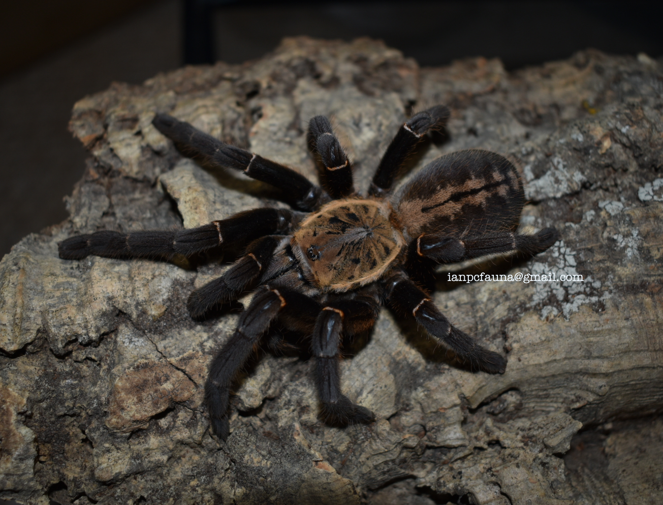 0.1 Cyriopagopus / Haplopelma sp. "Bach Ma"