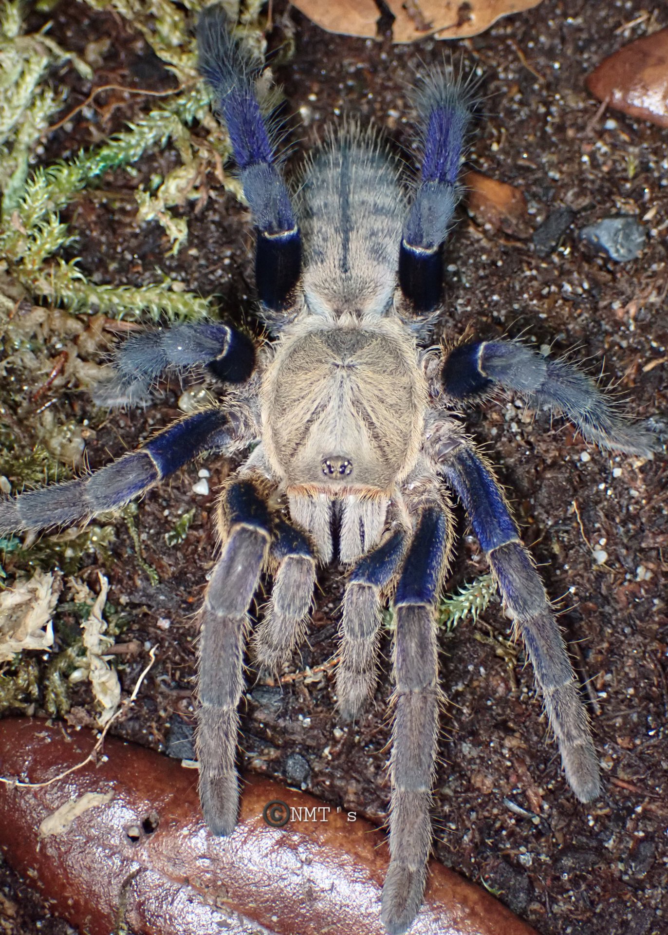 0.1 Cyriopagopus lividus, 4.5" DLS